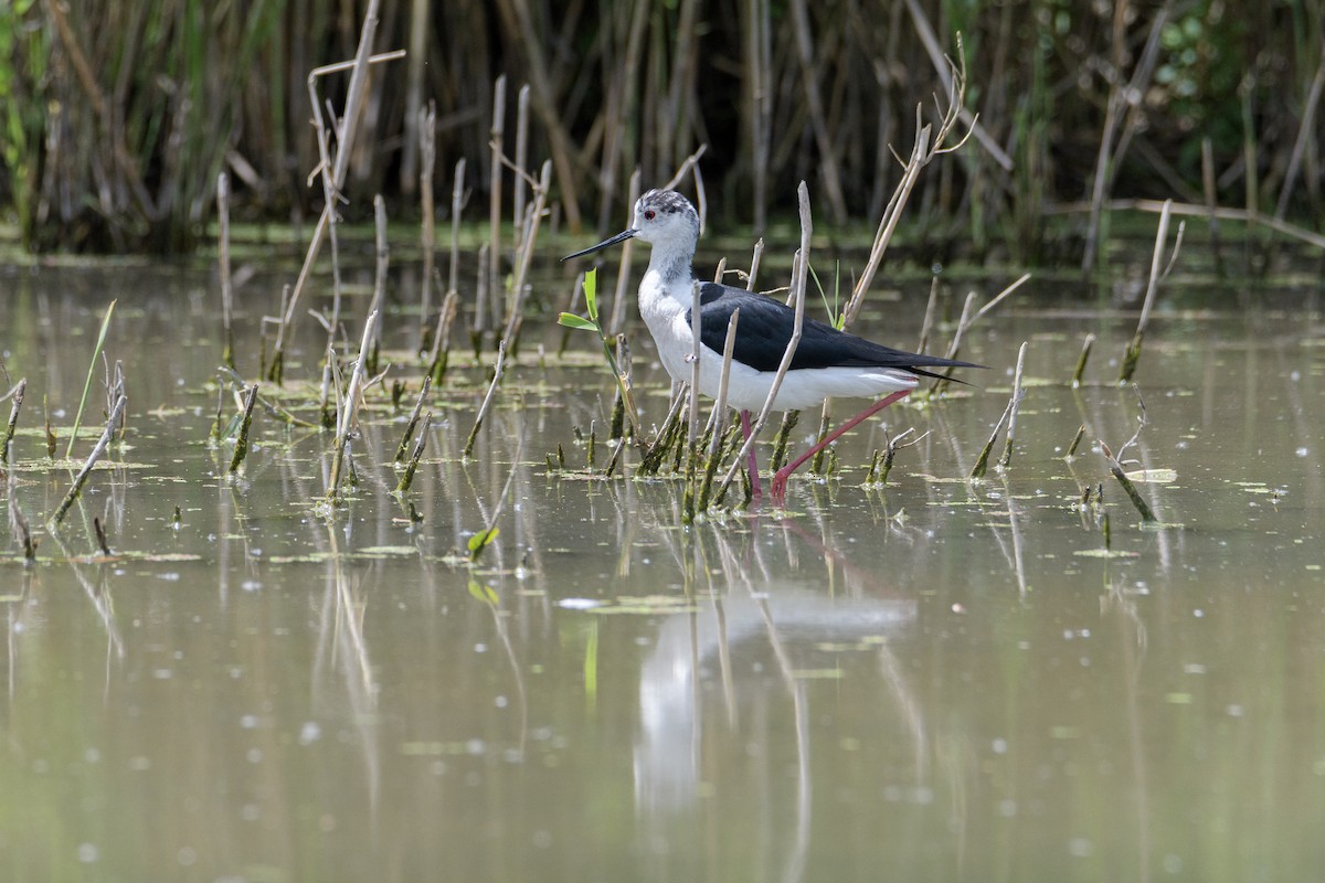 Black-winged Stilt - ML636809277