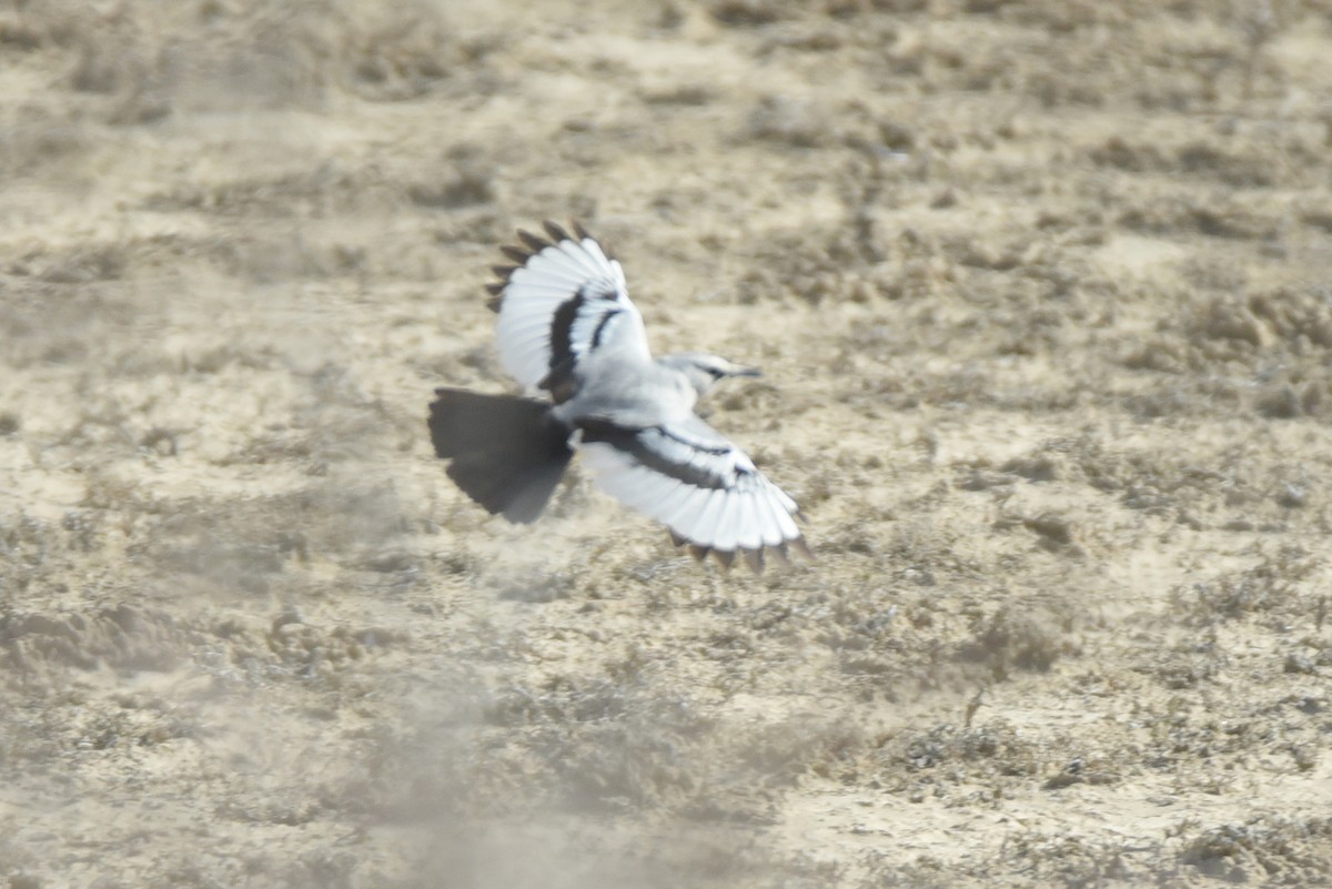 Turkestan Ground-Jay - ML636809310