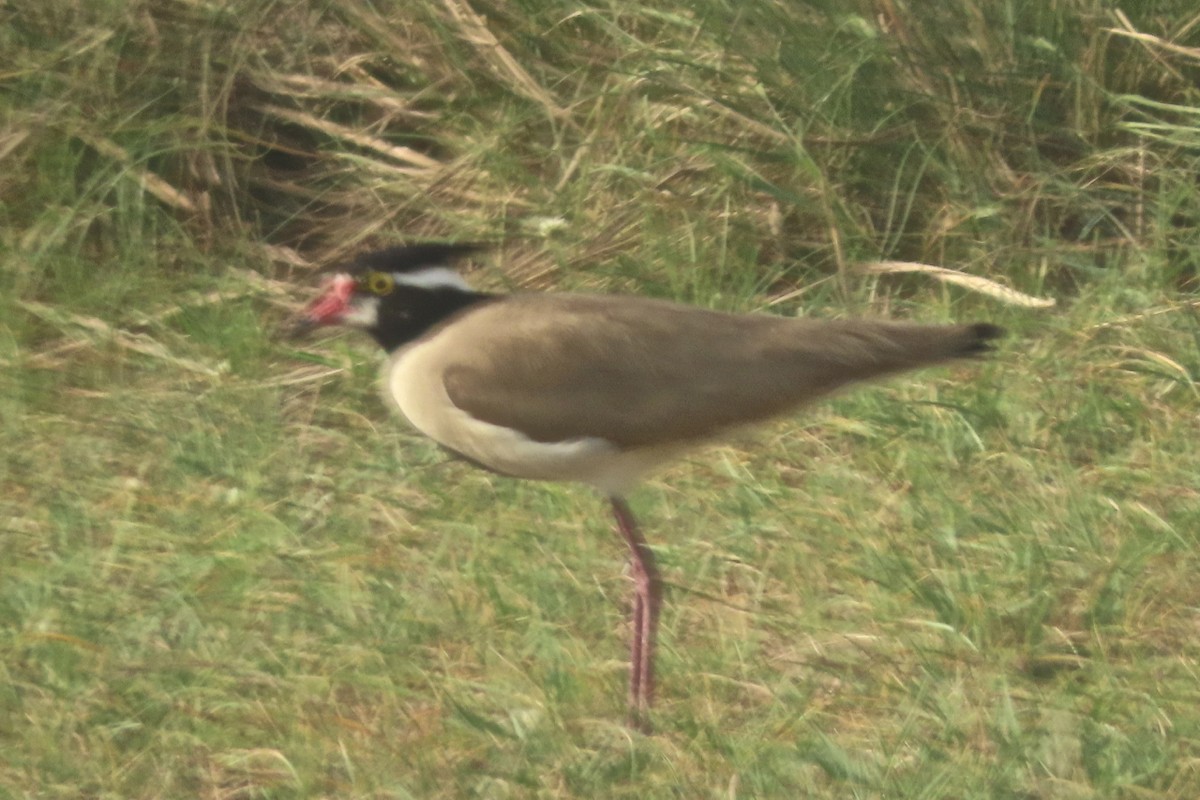 Black-headed Lapwing - ML636809326