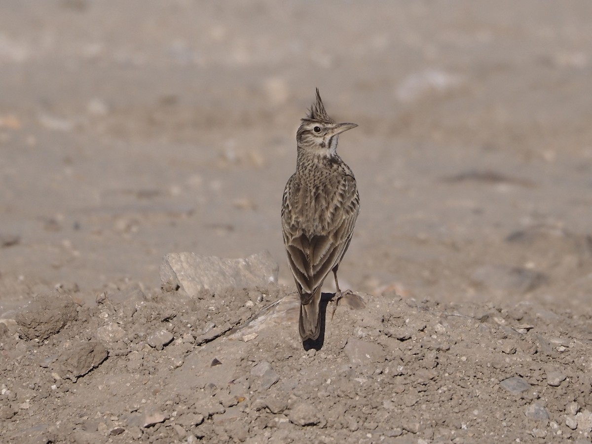 Crested Lark - ML636809461