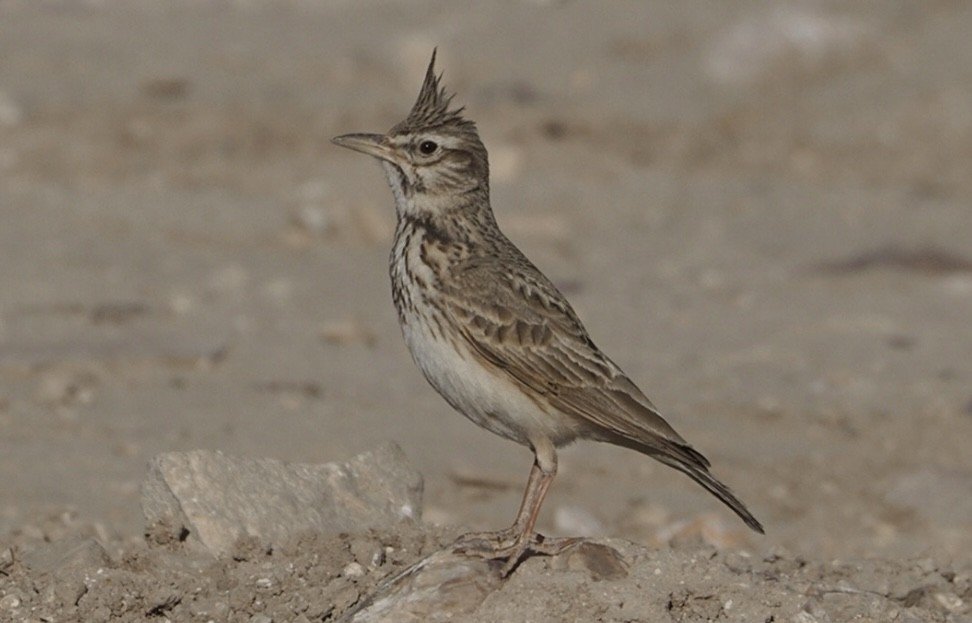 Crested Lark - ML636809476