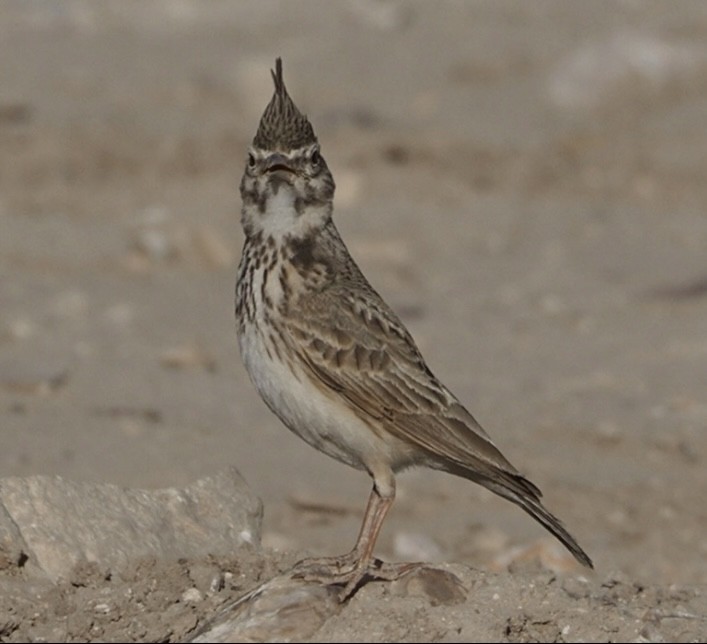 Crested Lark - ML636809477