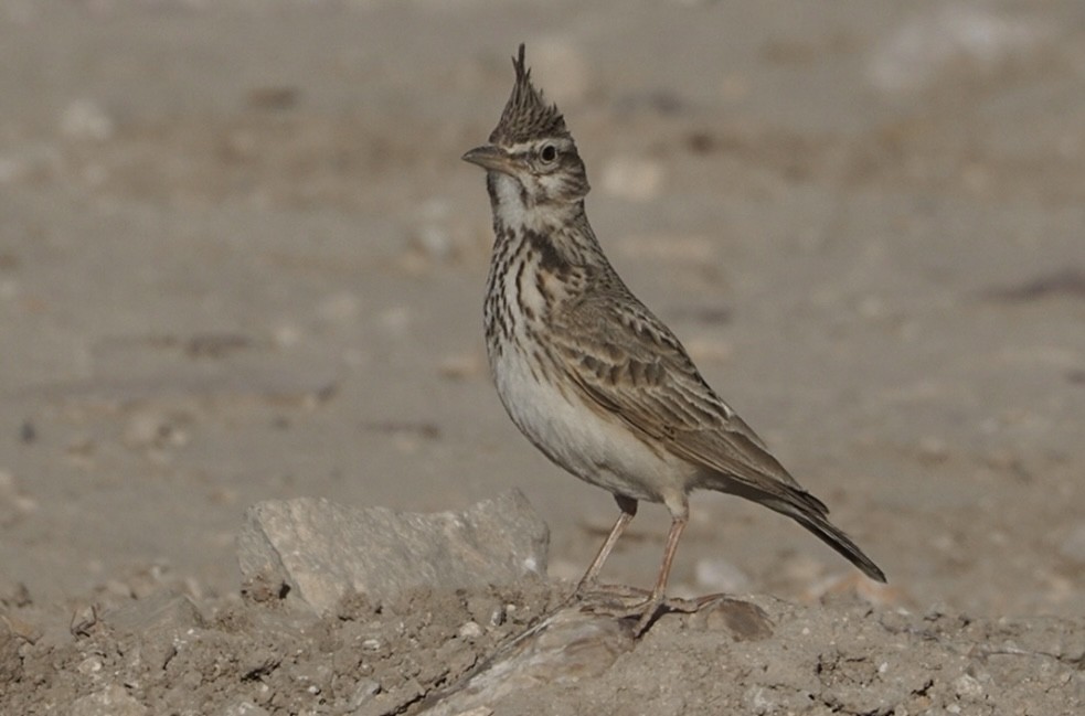 Crested Lark - ML636809481