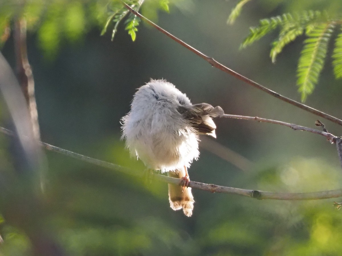 alveprinia - ML636809495