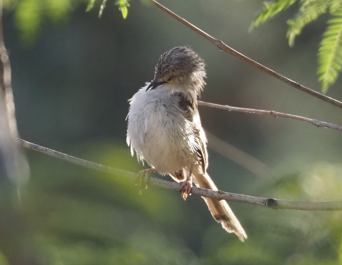 alveprinia - ML636809497