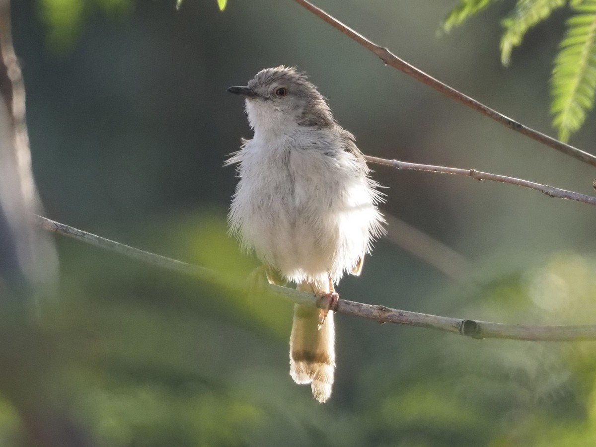 alveprinia - ML636809498