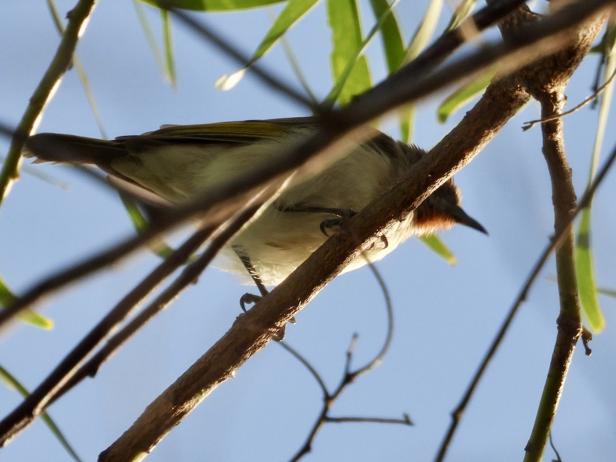Rufous-throated Honeyeater - ML636809536