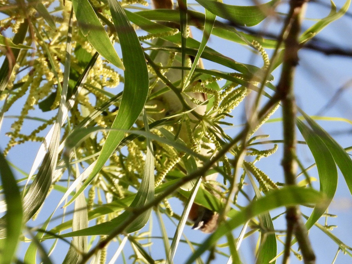 Rufous-throated Honeyeater - ML636809537