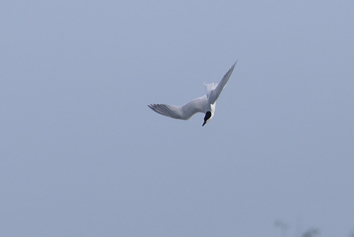 Gull-billed Tern - ML636809566
