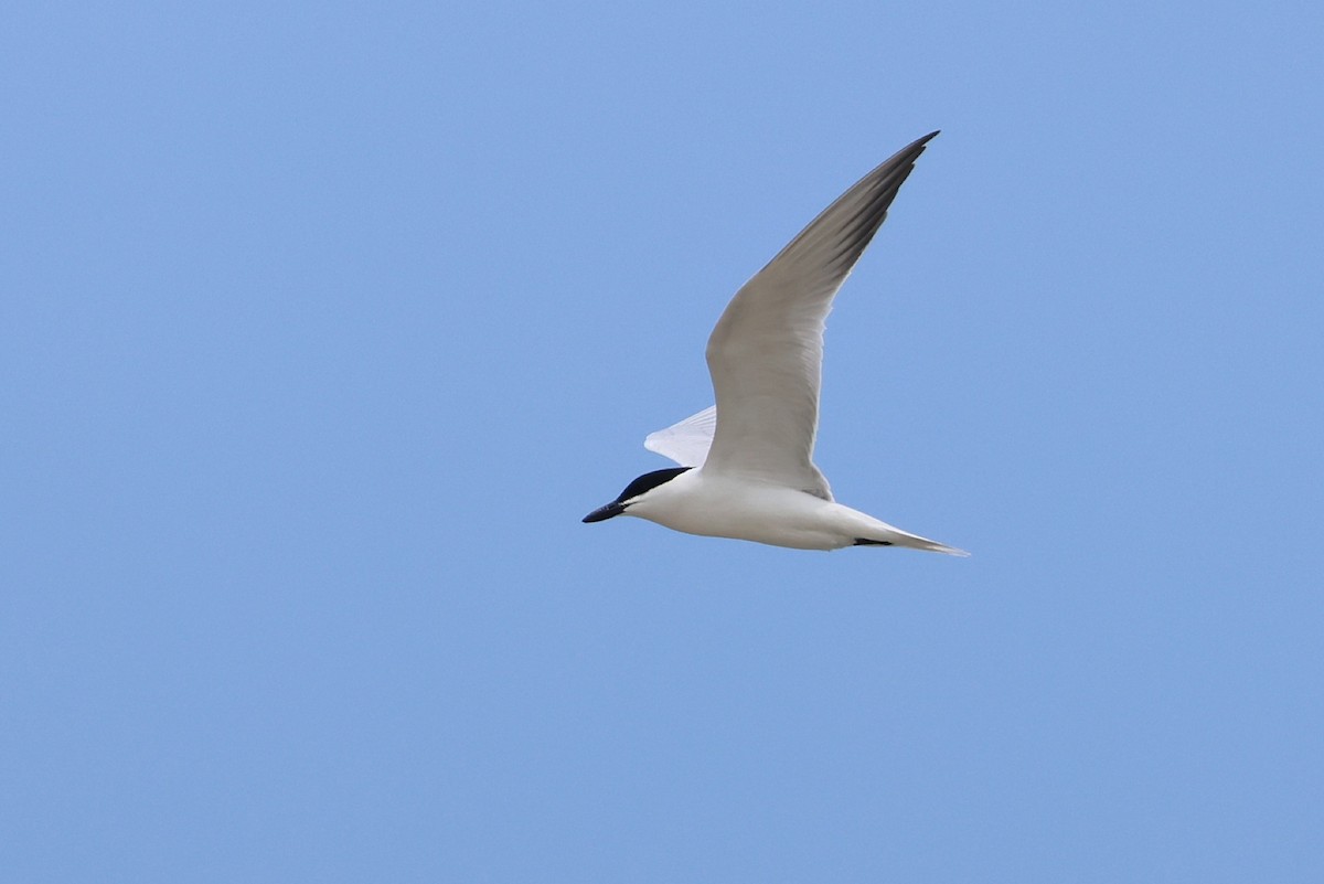 Gull-billed Tern - ML636809567