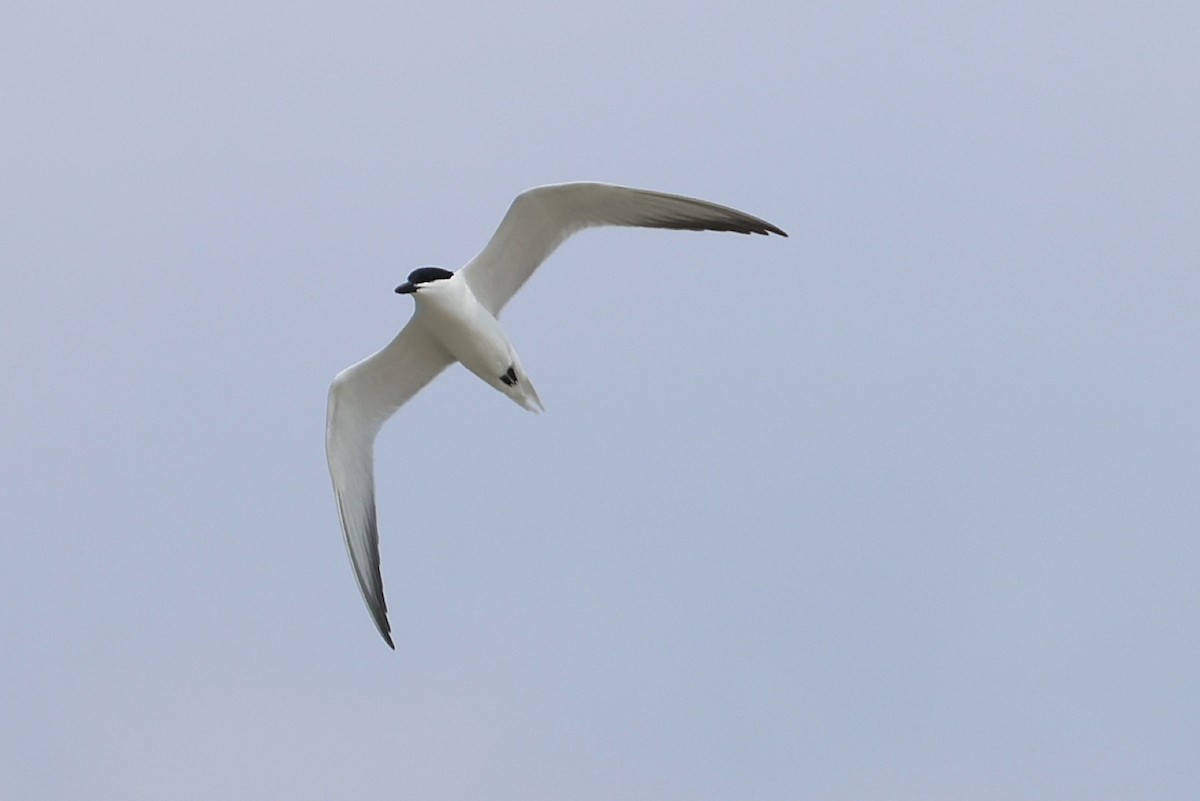 Gull-billed Tern - ML636809568