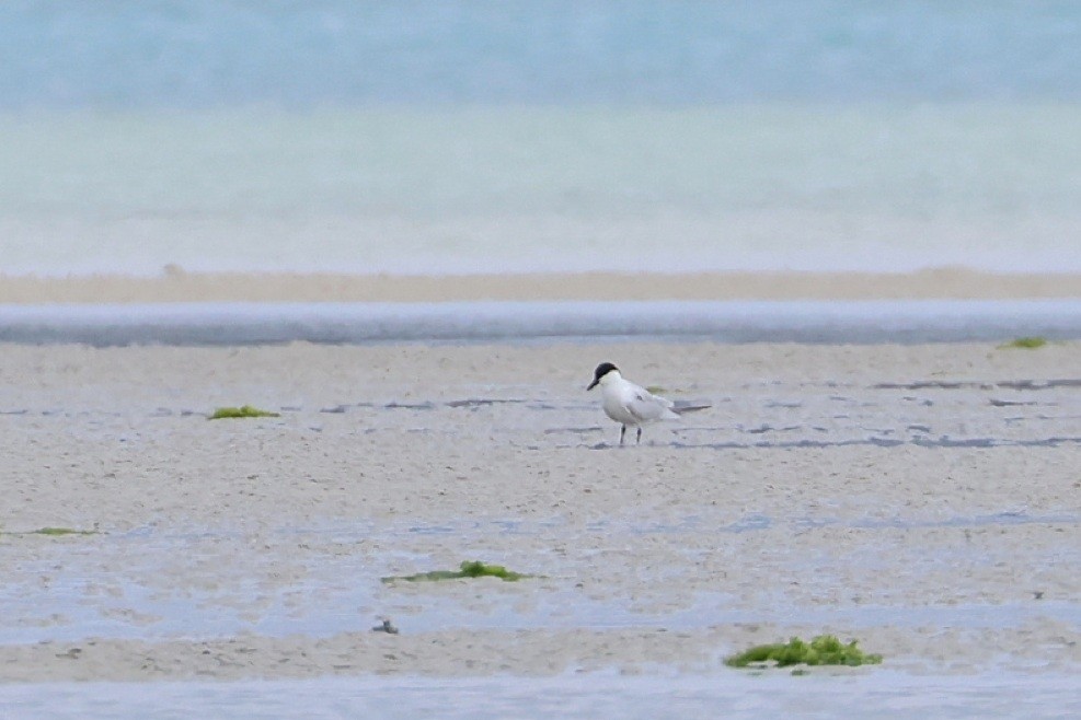 Gull-billed Tern - ML636809569
