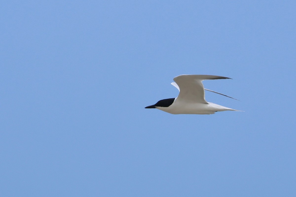 Gull-billed Tern - ML636809570