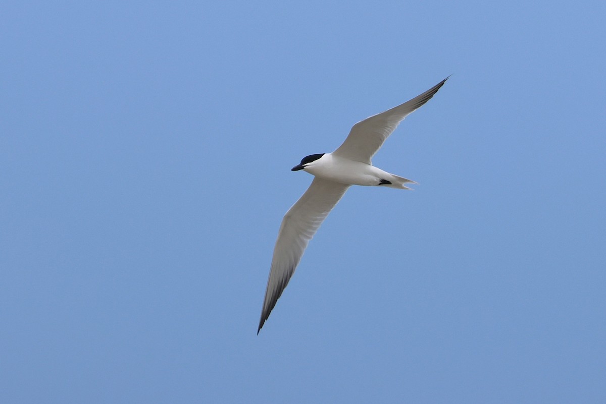 Gull-billed Tern - ML636809571