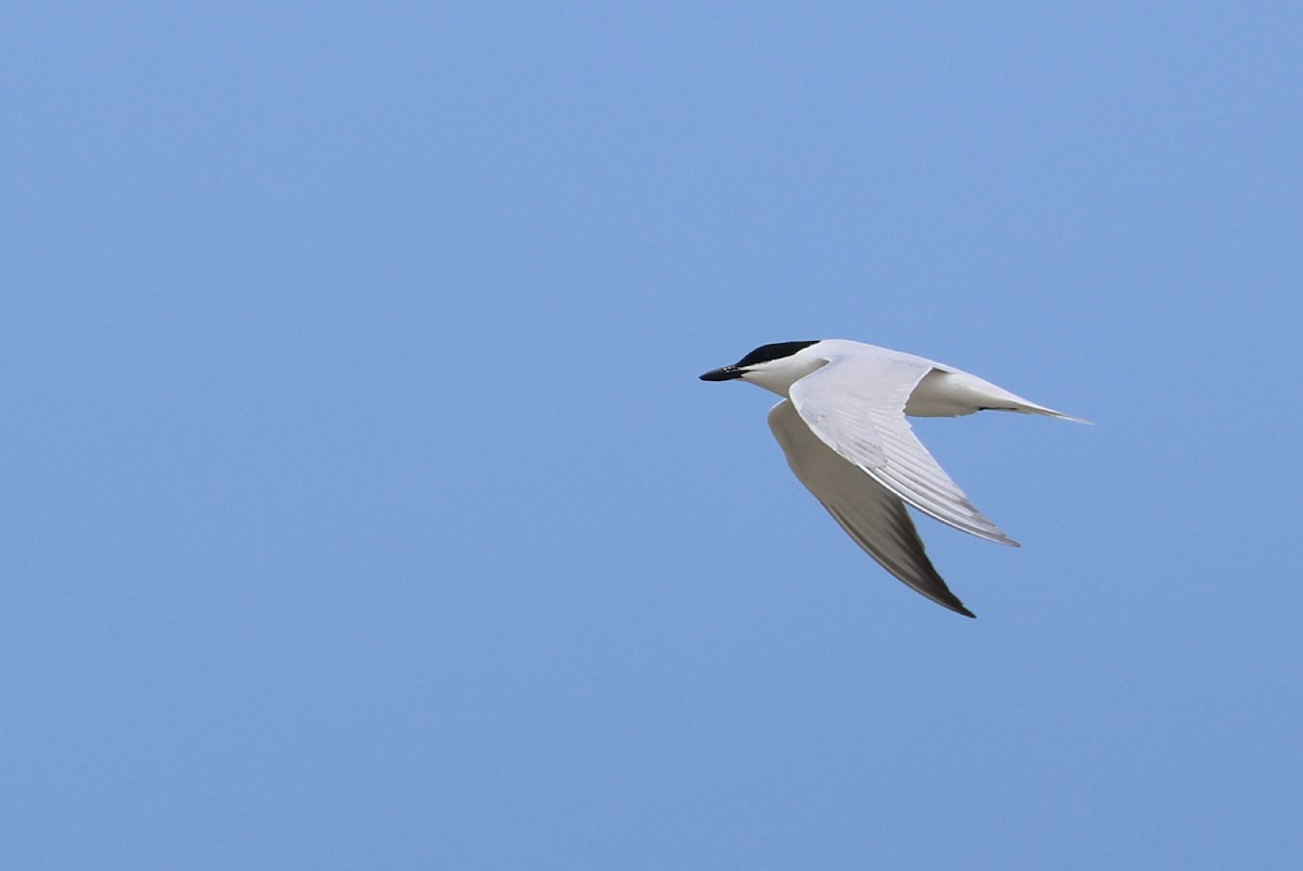 Gull-billed Tern - ML636809572