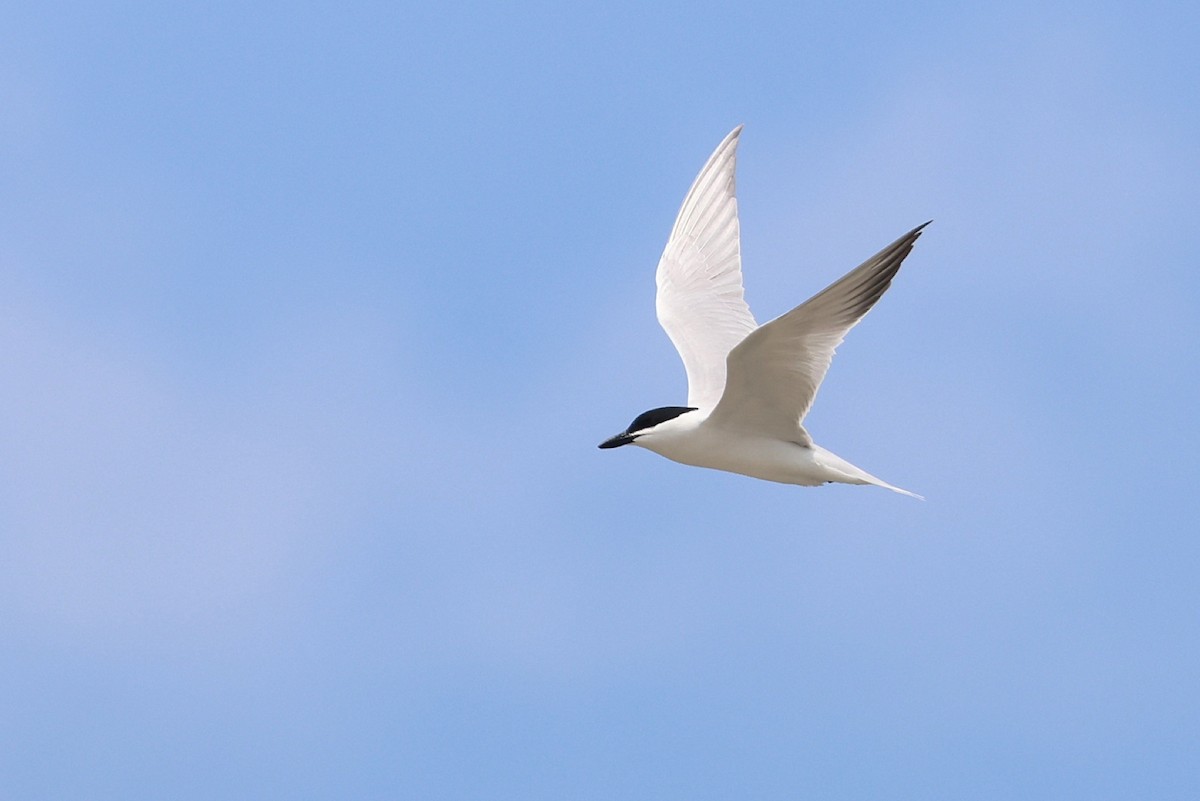 Gull-billed Tern - ML636809573