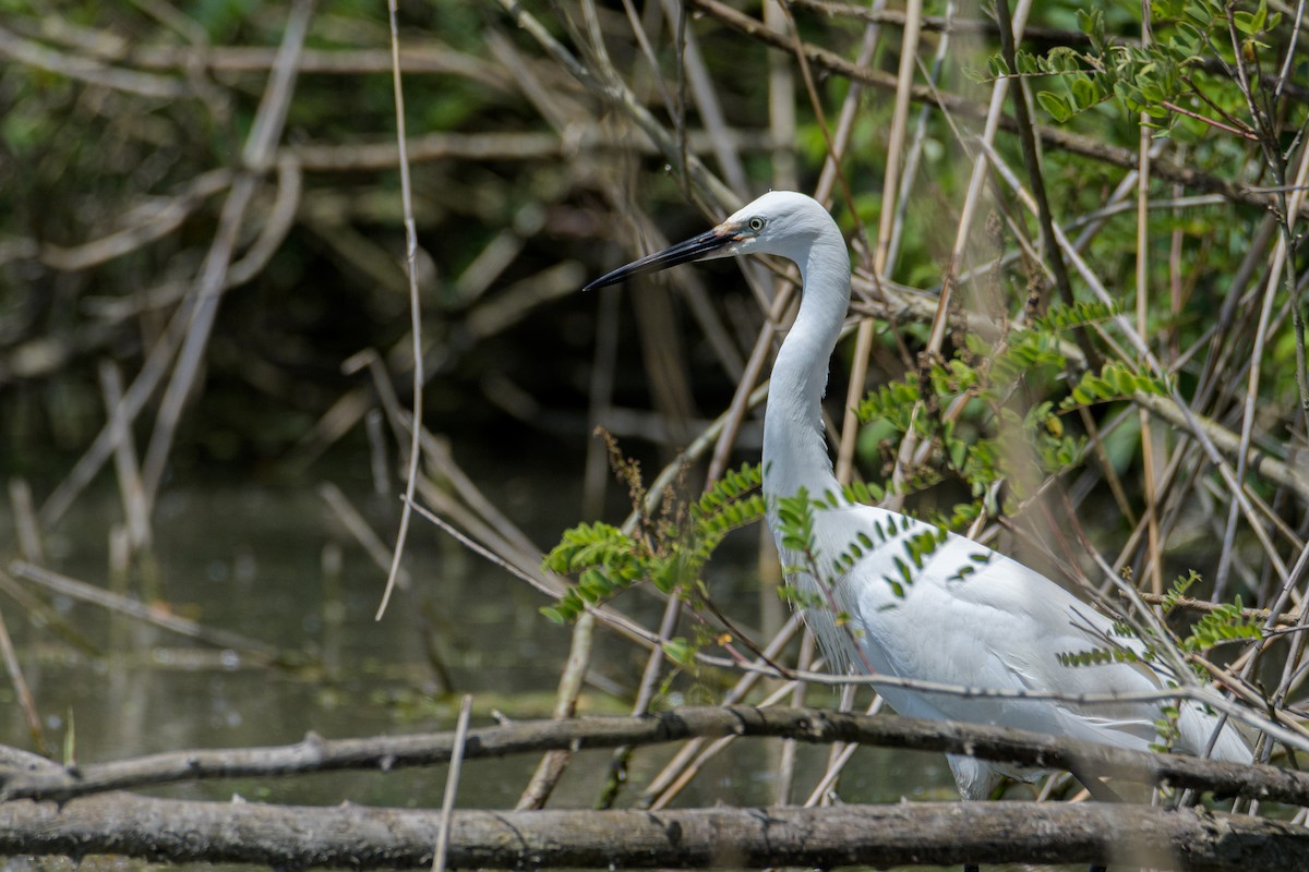 Little Egret - ML636809575