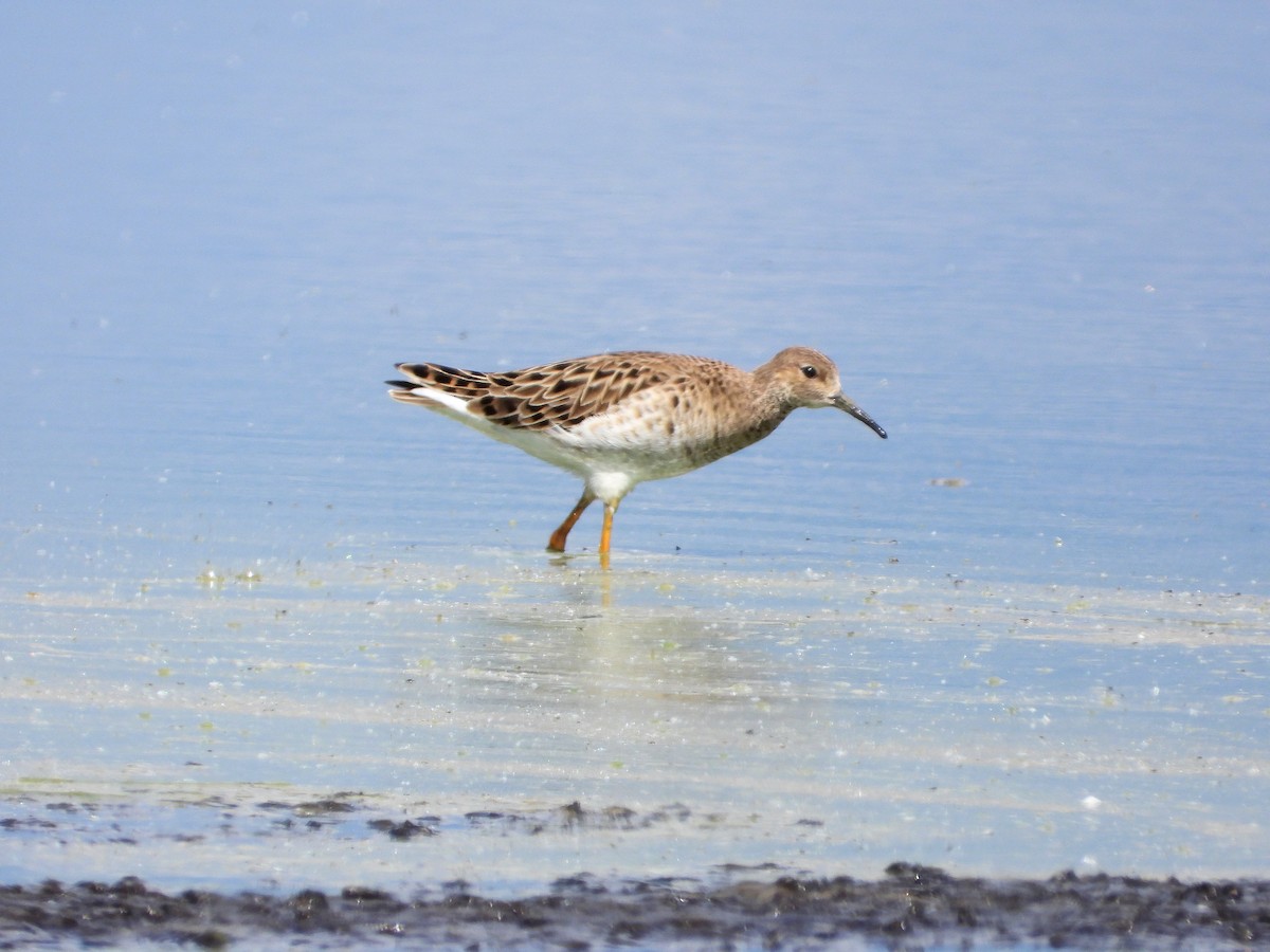 Ruff - ML636809605