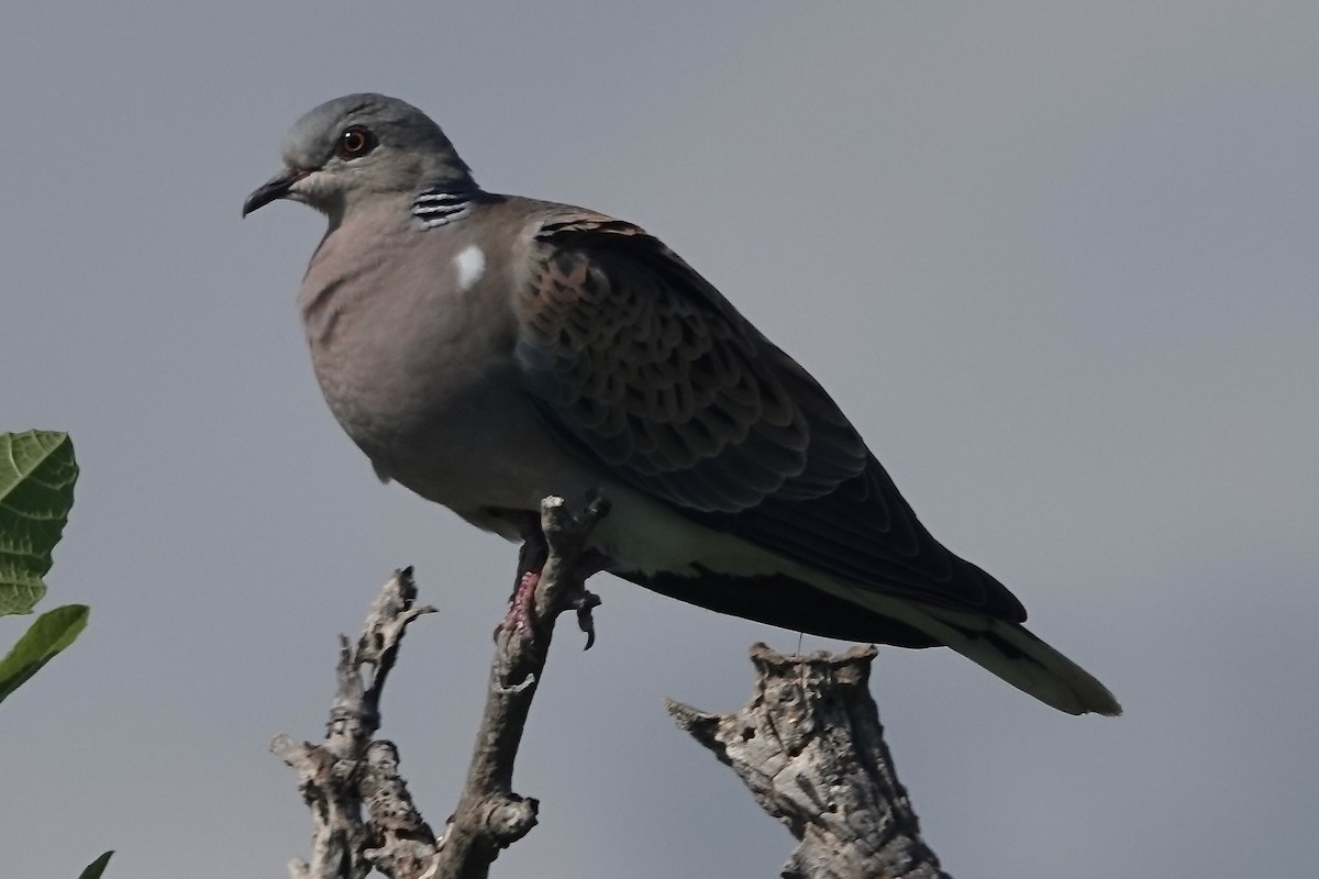 Üveyik - ML636809645