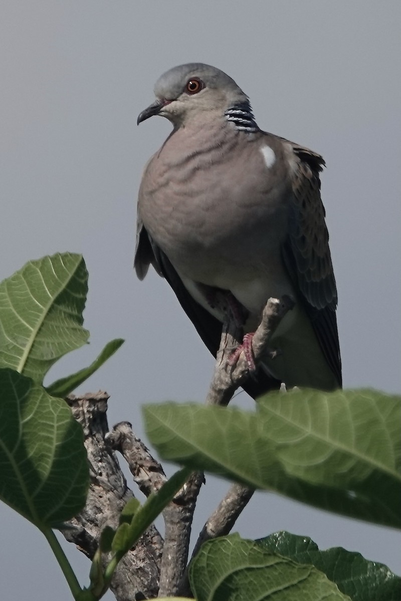 Üveyik - ML636809646