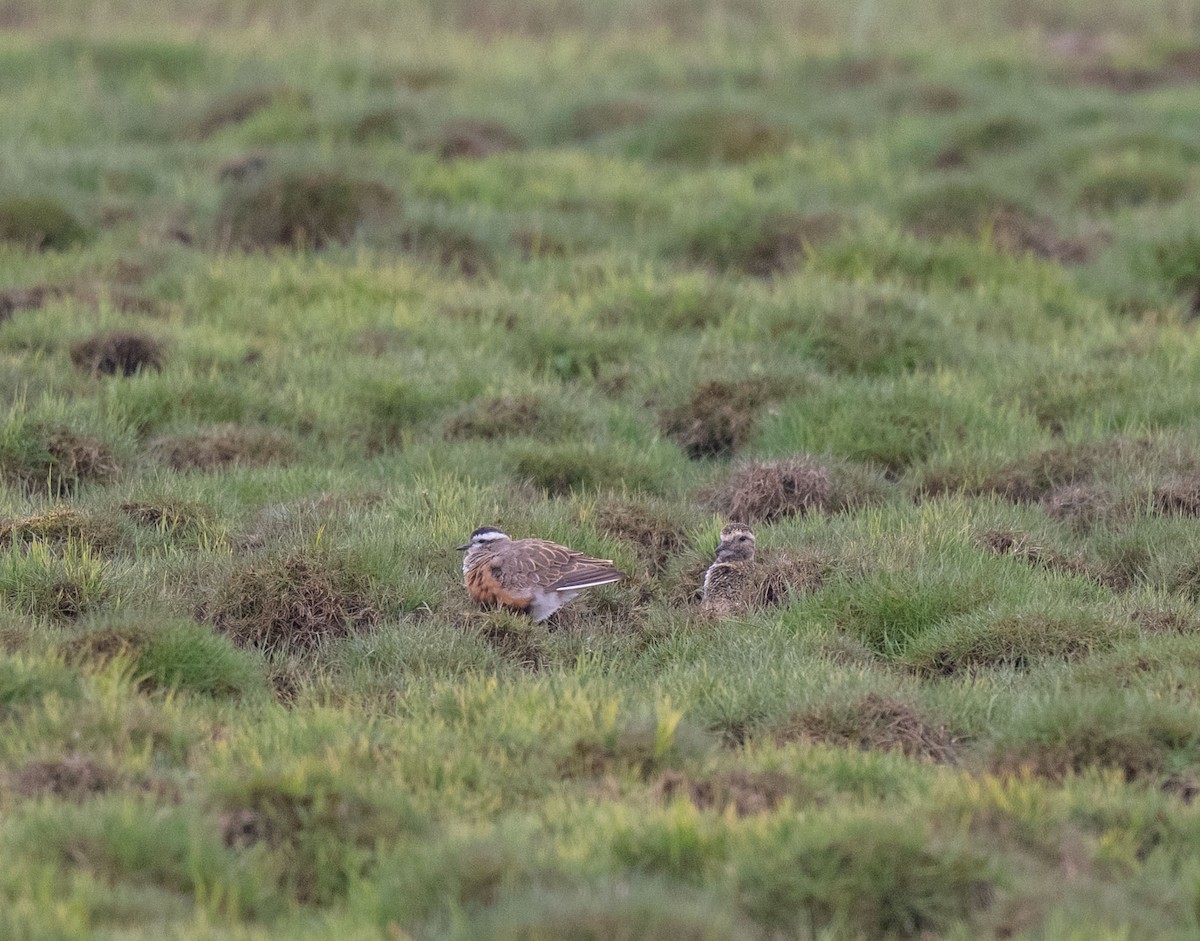 Eurasian Dotterel - ML636809674