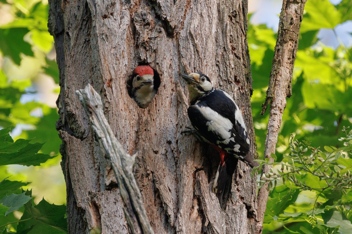 Pic épeiche - ML636809675