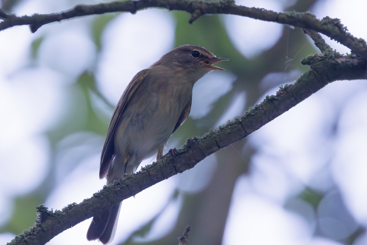 Pouillot véloce - ML636809679