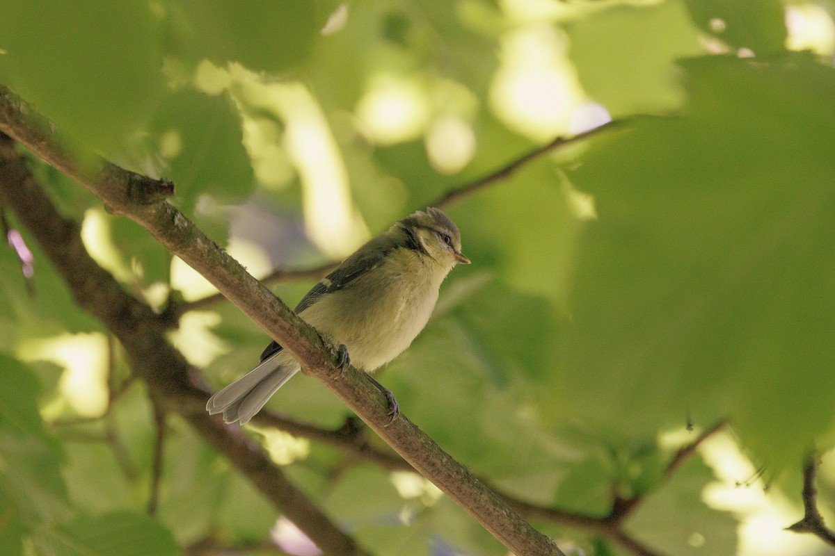 Mésange bleue - ML636809684