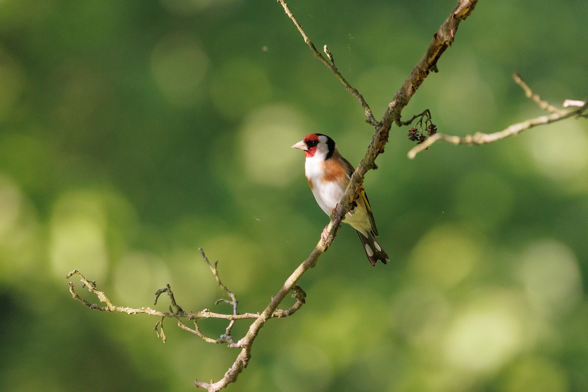 Chardonneret élégant - ML636809689