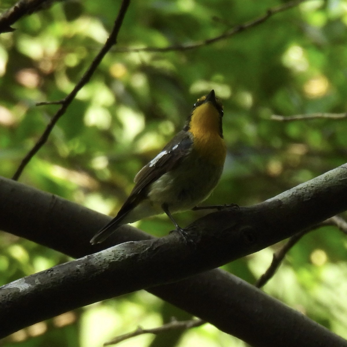 Ryukyu Flycatcher - ML636809692