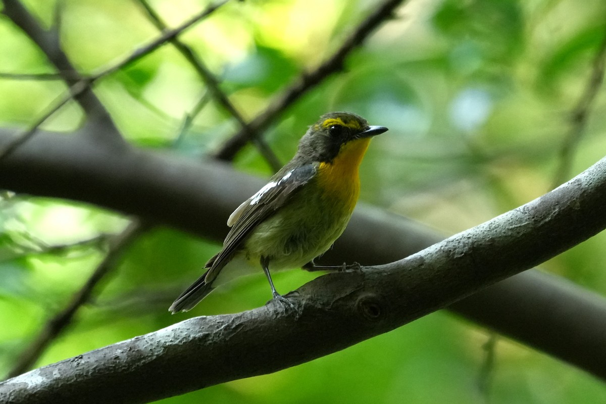 Ryukyu Flycatcher - ML636809718