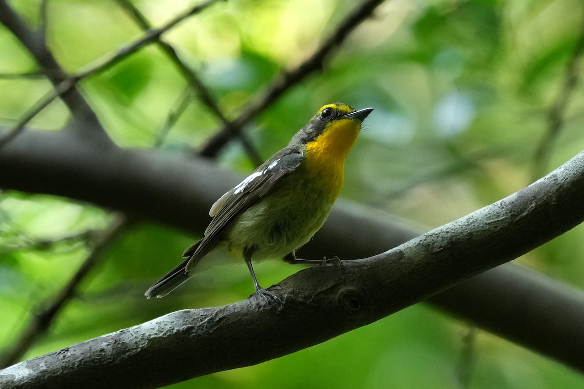 Ryukyu Flycatcher - ML636809719