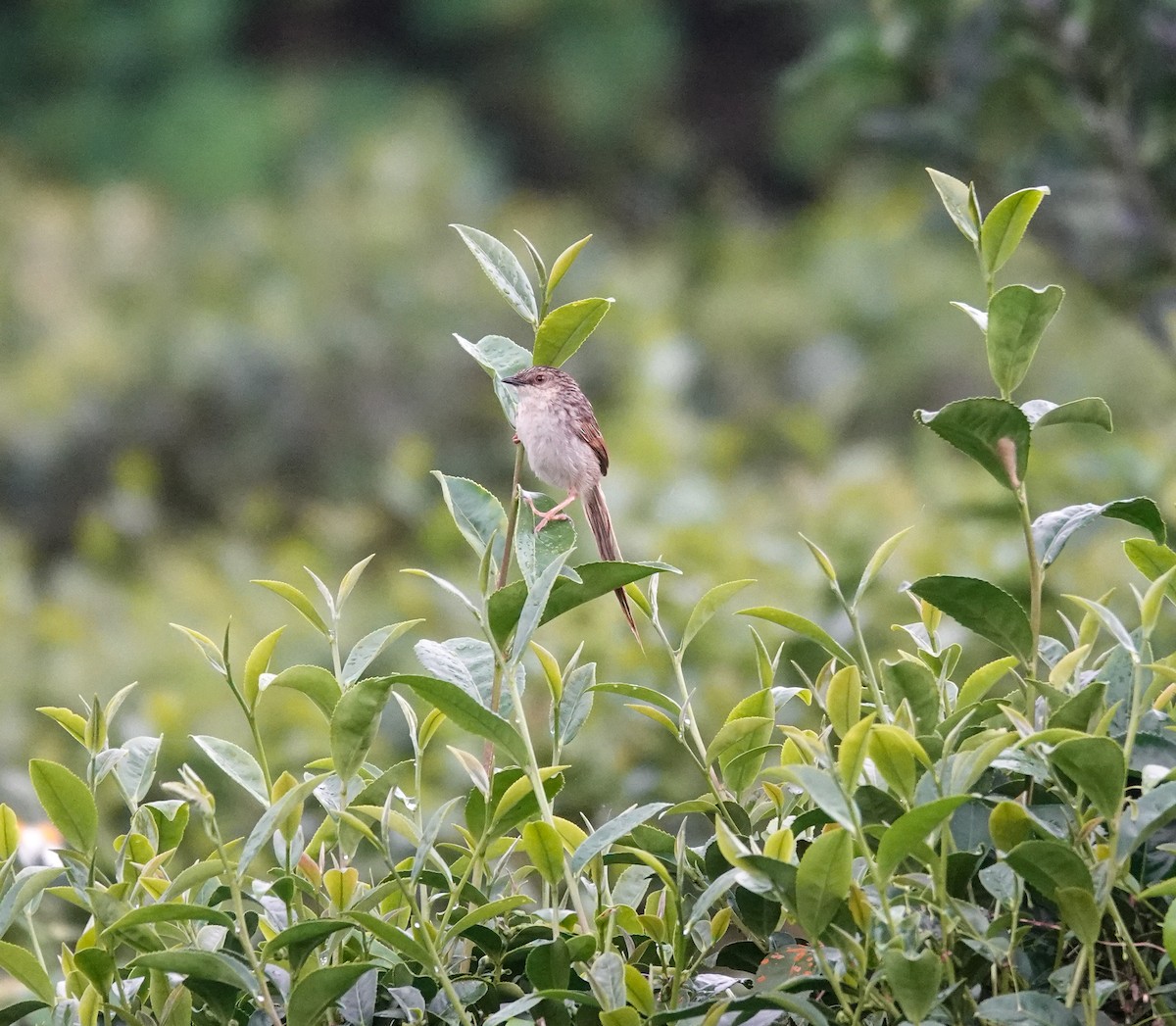 Prinia Estriada - ML636809781