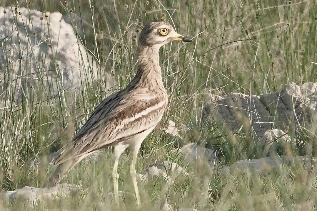 Kocagöz - ML636809802