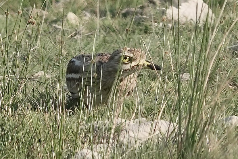 Kocagöz - ML636809804