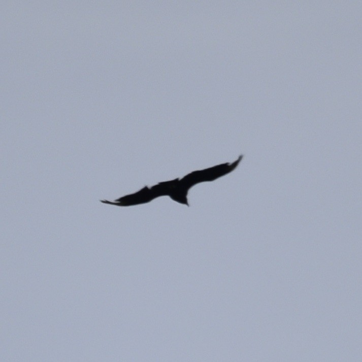 Black Vulture - ML636809884