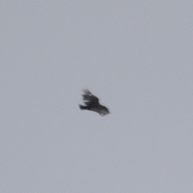 Black Vulture - ML636809899