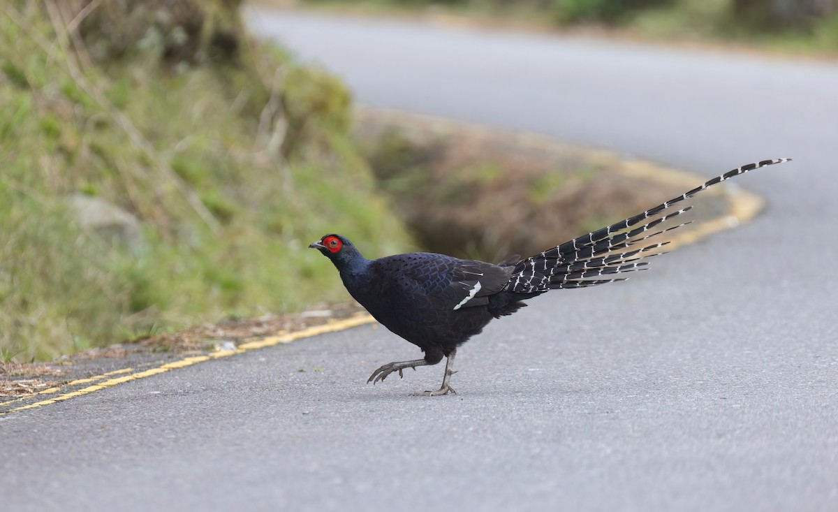 Mikado Pheasant - Po-Wei Chi