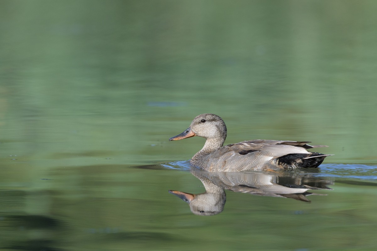 Gadwall - ML636809938
