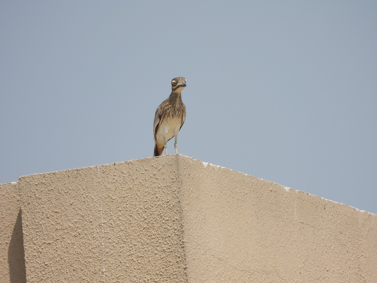 Senegal Thick-knee - ML636809968