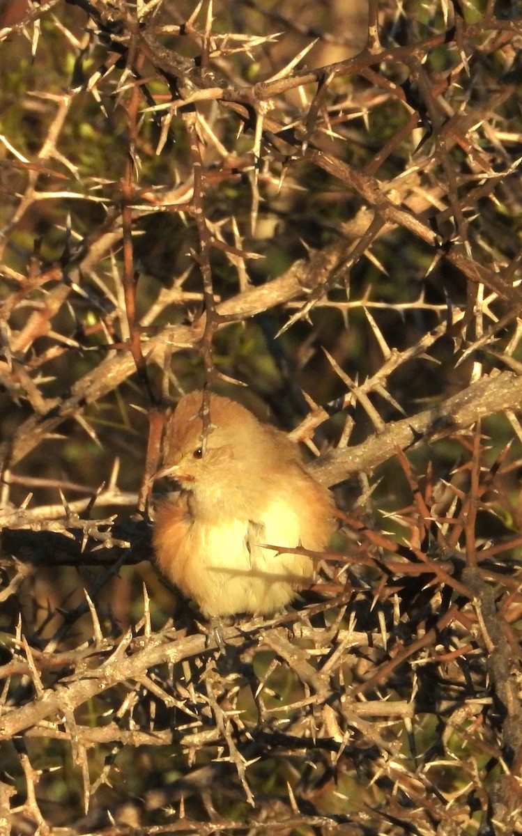 Short-billed Canastero - ML636809980