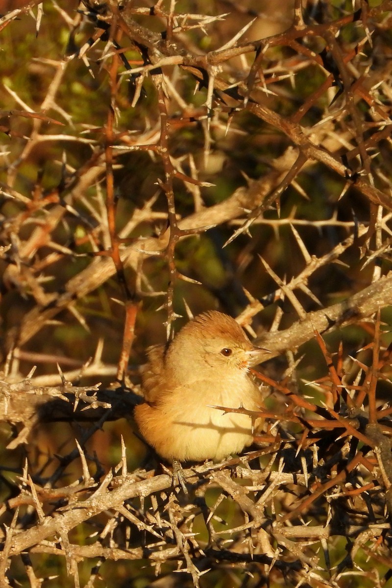 Short-billed Canastero - ML636809981