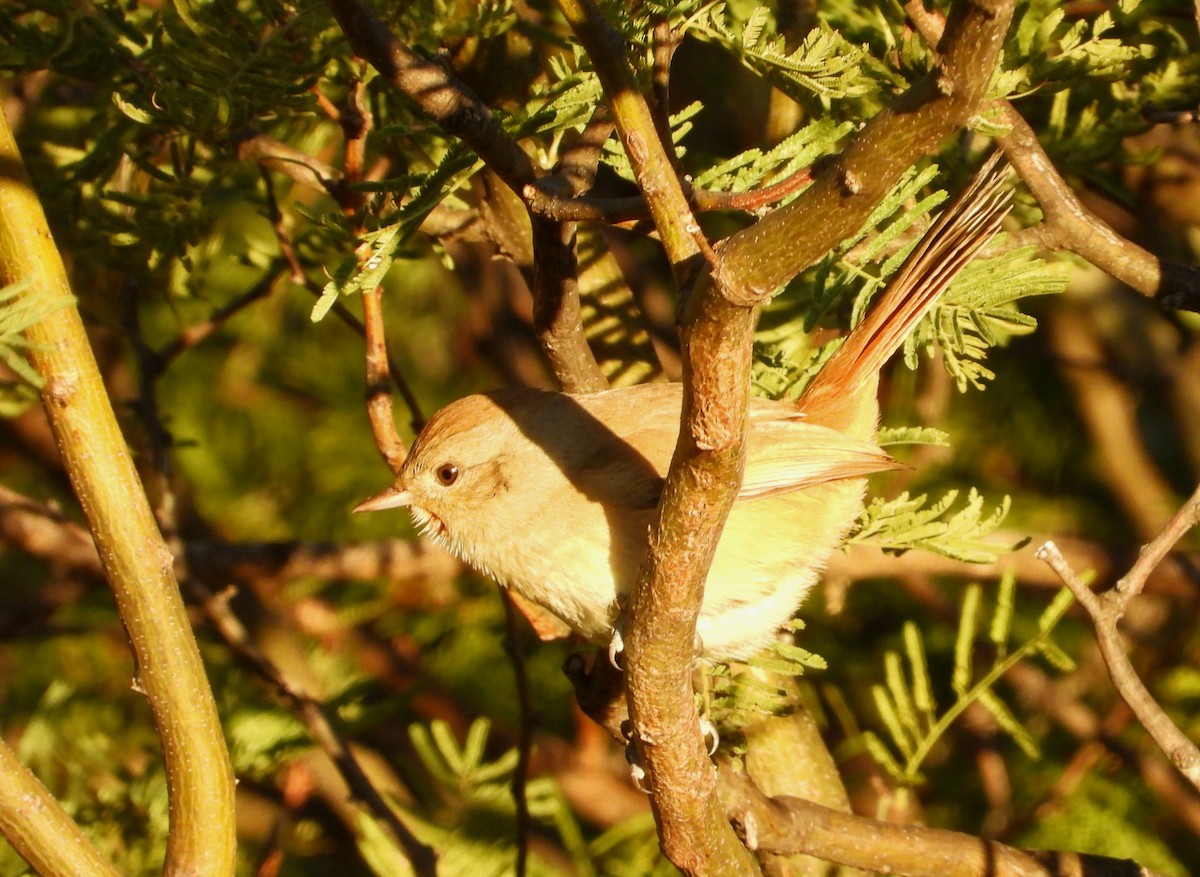 Short-billed Canastero - ML636809982