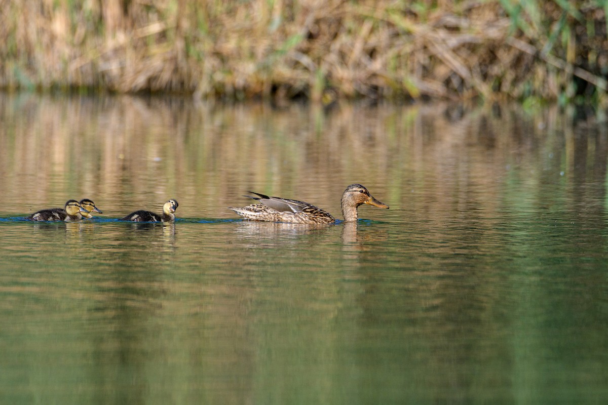 Mallard - ML636810055