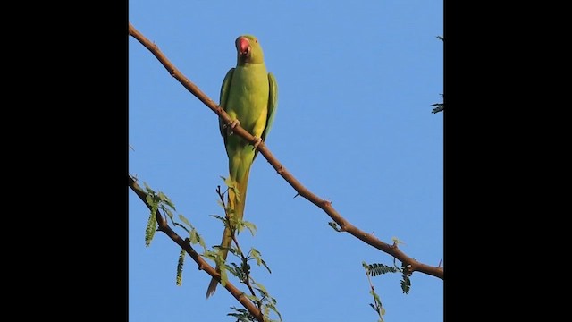 ホンセイインコ - ML636810059