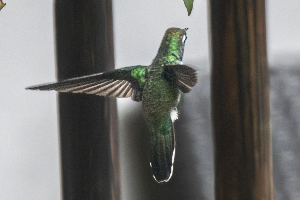 Sparkling Violetear - ML636810110