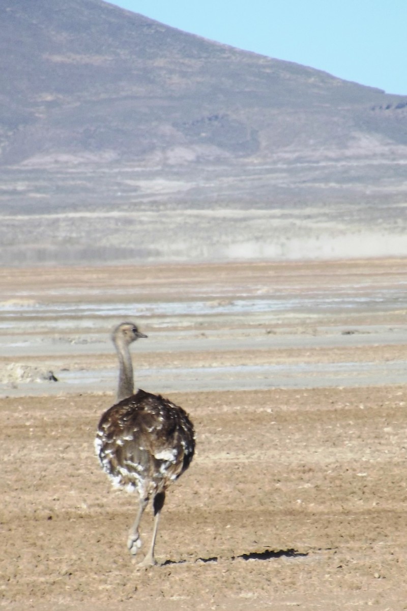 Lesser Rhea - ML636810153