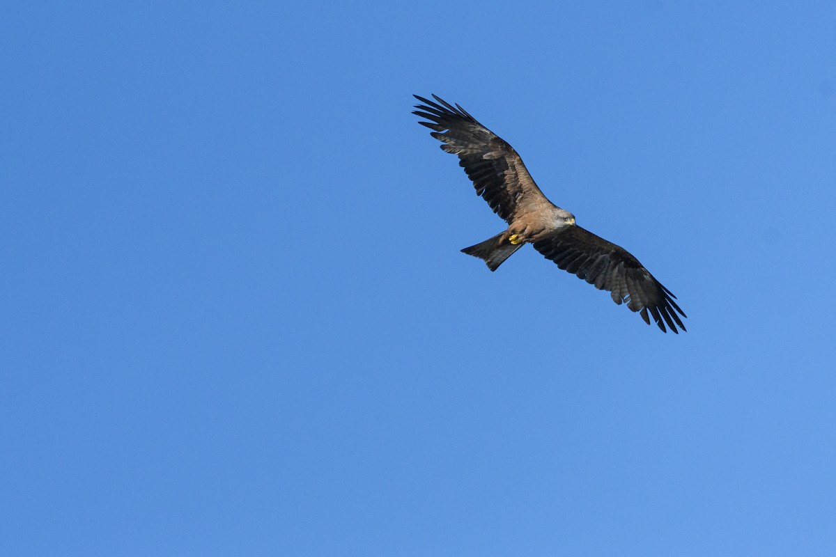 Black Kite - ML636810180