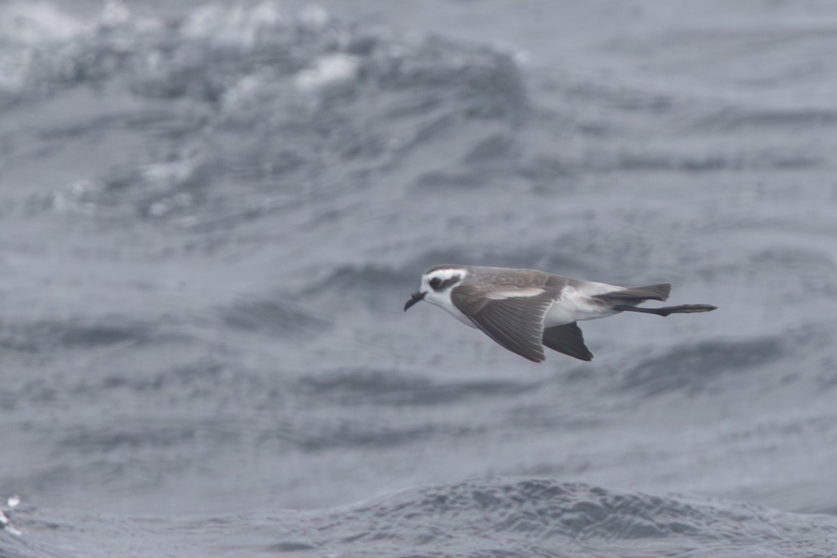 White-faced Storm-Petrel - ML636810210
