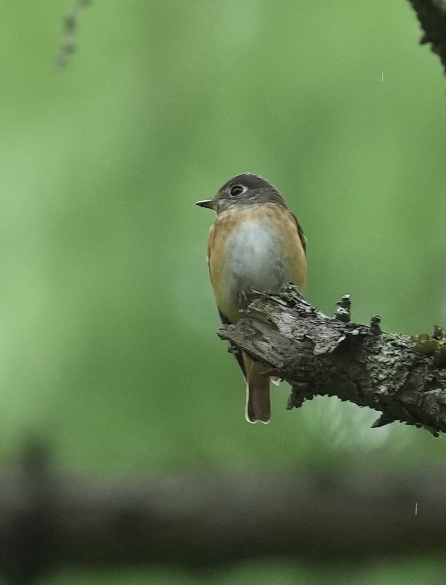 Ferruginous Flycatcher - ML636810263